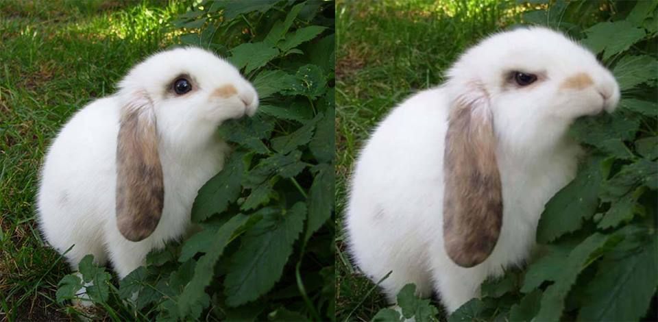 Two images of the same cute rabbit, other=max-height:360px