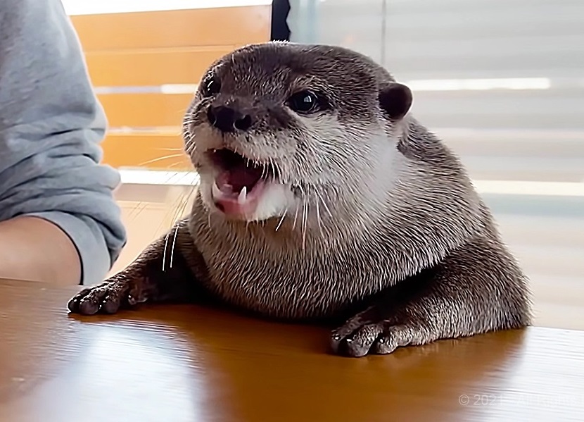 An image of a cute otter, other=max-height:360px